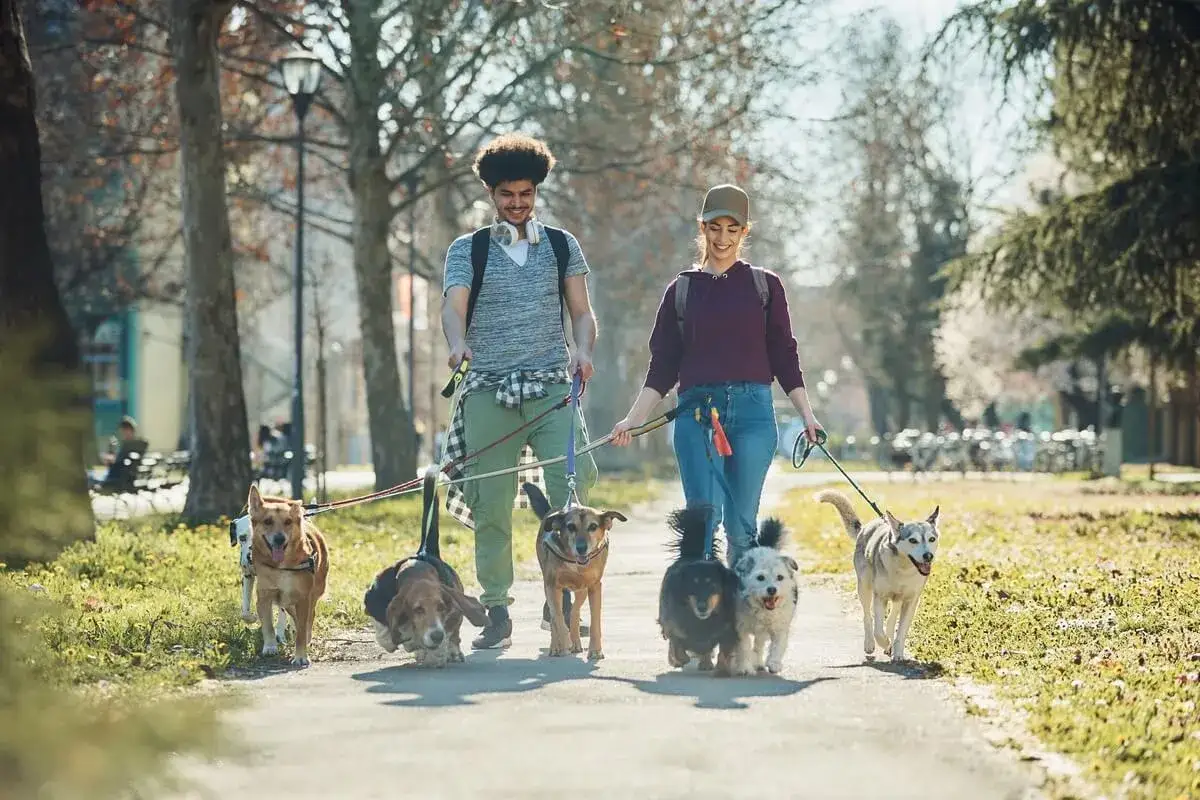 Spacer po parku w Krakowie z psem to świetna sprawa! Para spaceruje z gromadką radosnych psów.