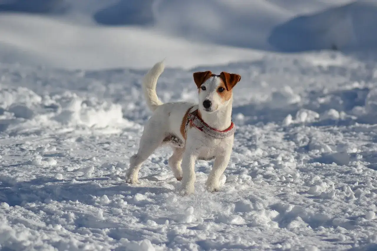 Wesoły Jack Russell w śnieżnej scenerii, gotowy do zabawy.