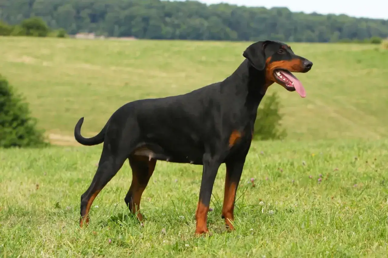 Elegancki doberman pies stoi na zielonej łące, dysząc z językiem na zewnątrz.