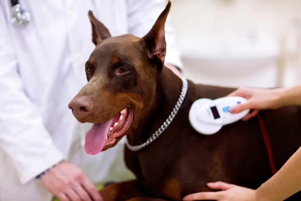 Doberman z łańcuchem na szyi, weterynarz wykonuje czipowanie psa.