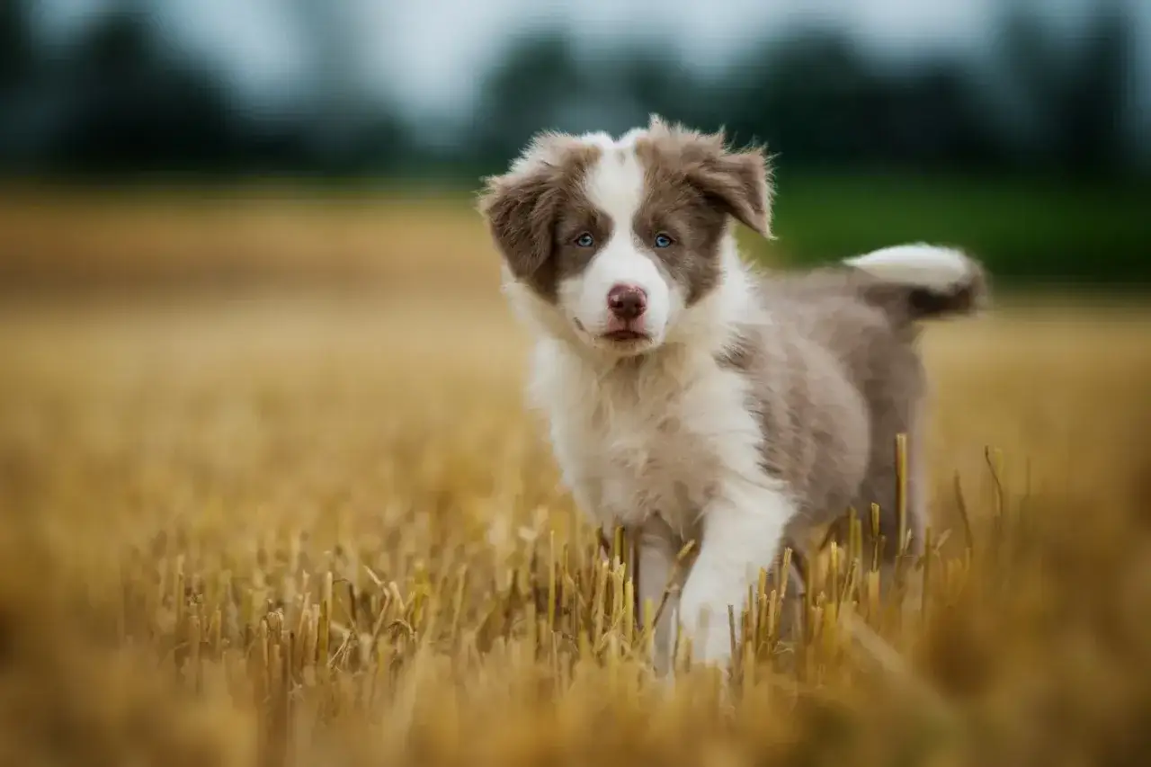 Uroczy border collie brązowy z niebieskimi oczami biegnie przez pole.