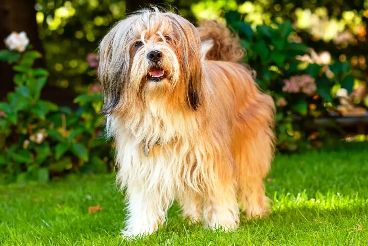 Uśmiechnięty lhasa apso z długą, falującą sierścią stoi na zielonej trawie, w tle bujna roślinność.