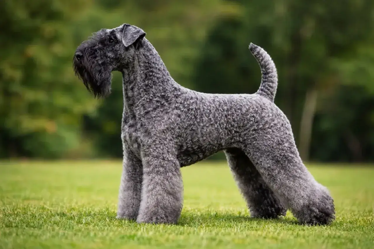 Elegancki kerry blue terrier z charakterystyczną brodą stoi na zielonej trawie.