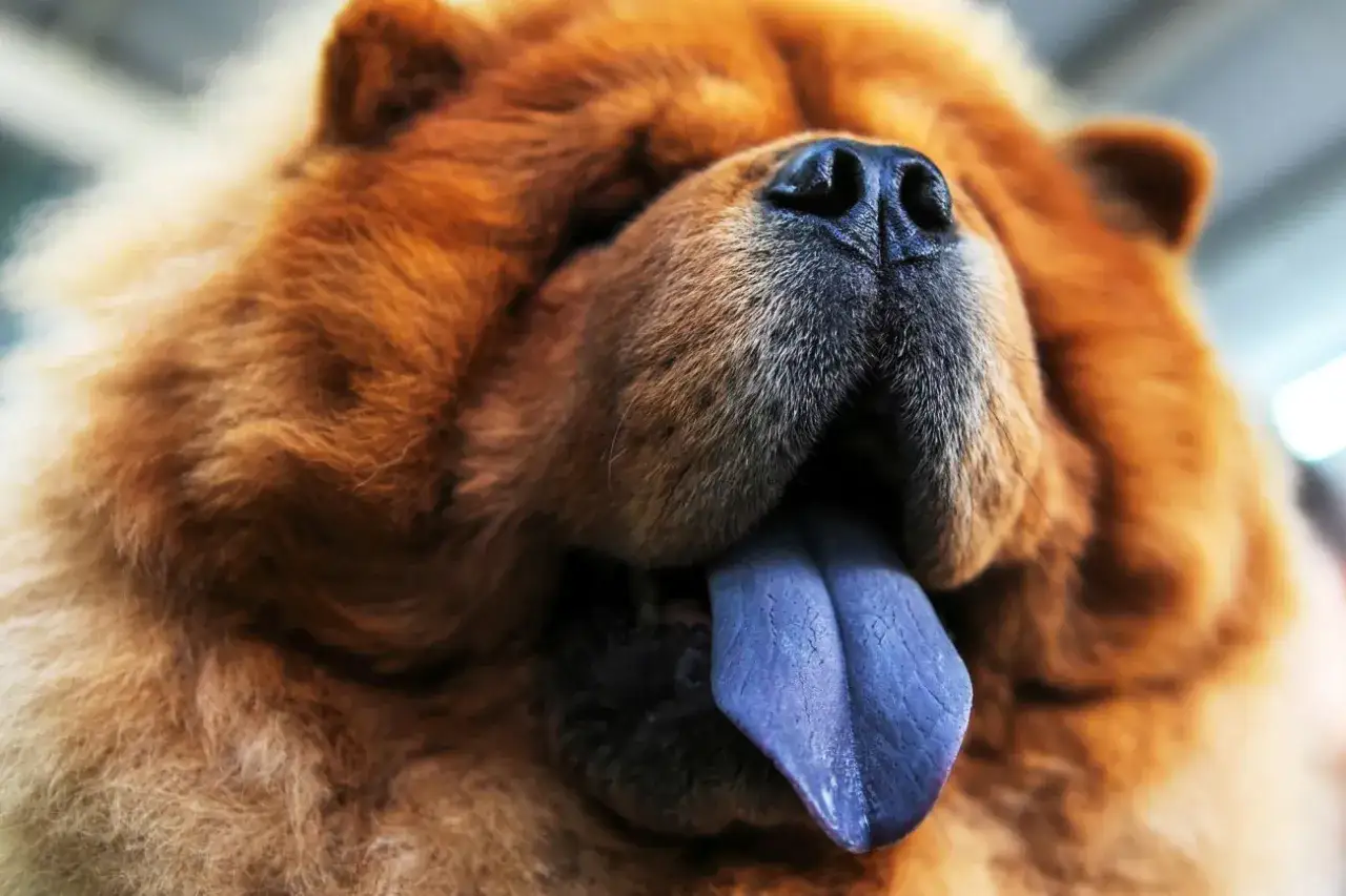 Puszysty chow chow z charakterystycznym, fioletowym językiem wystawionym na zewnątrz.