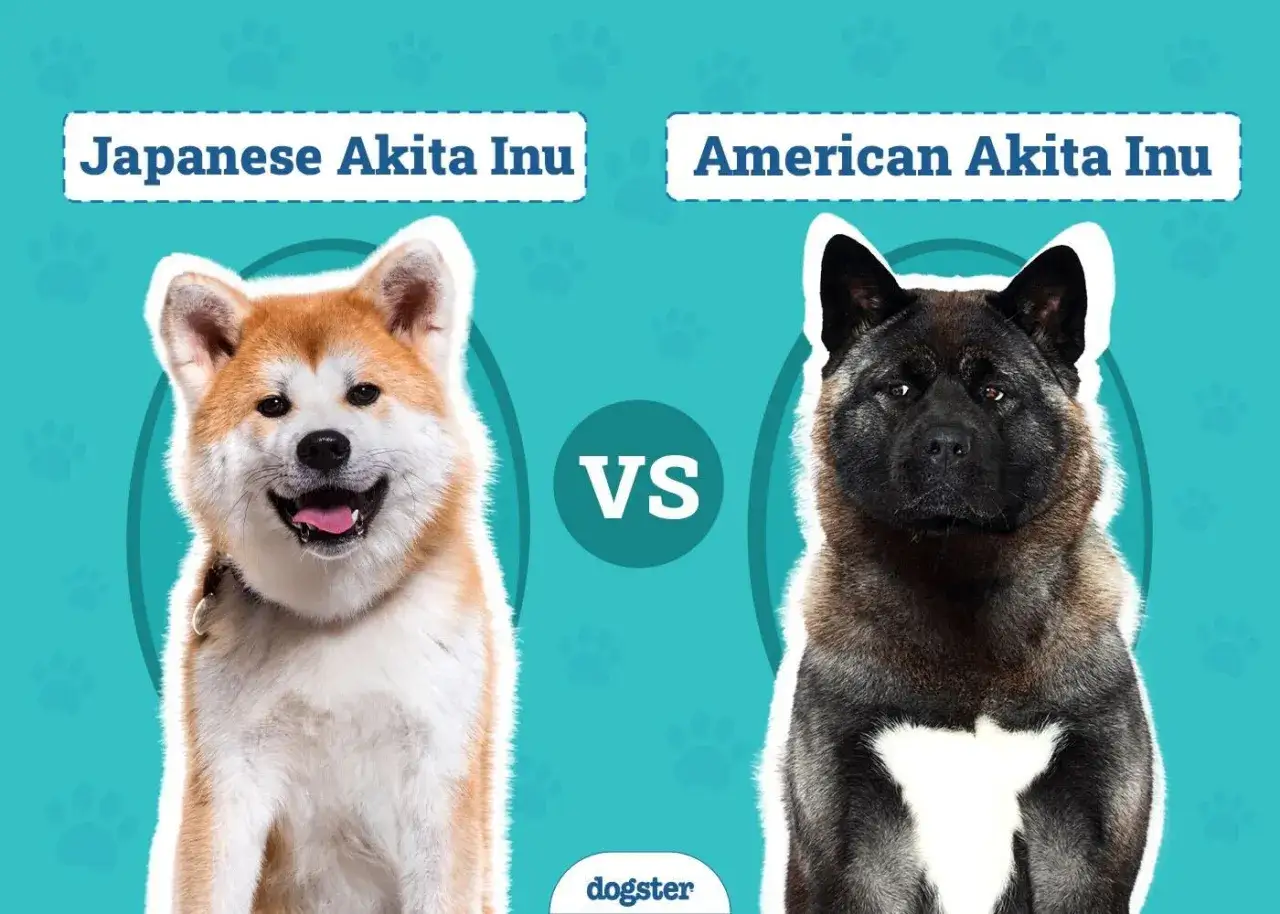 Porównanie dwóch odmian rasy akita: japońskiej i amerykańskiej. Akita Inu to majestatyczna rasa psów.