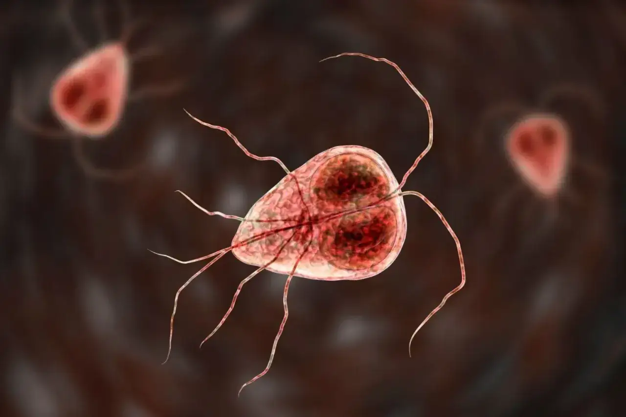 Mikroskopijny obraz pasożyta Giardia, który może powodować problemy żołądkowe u psa.