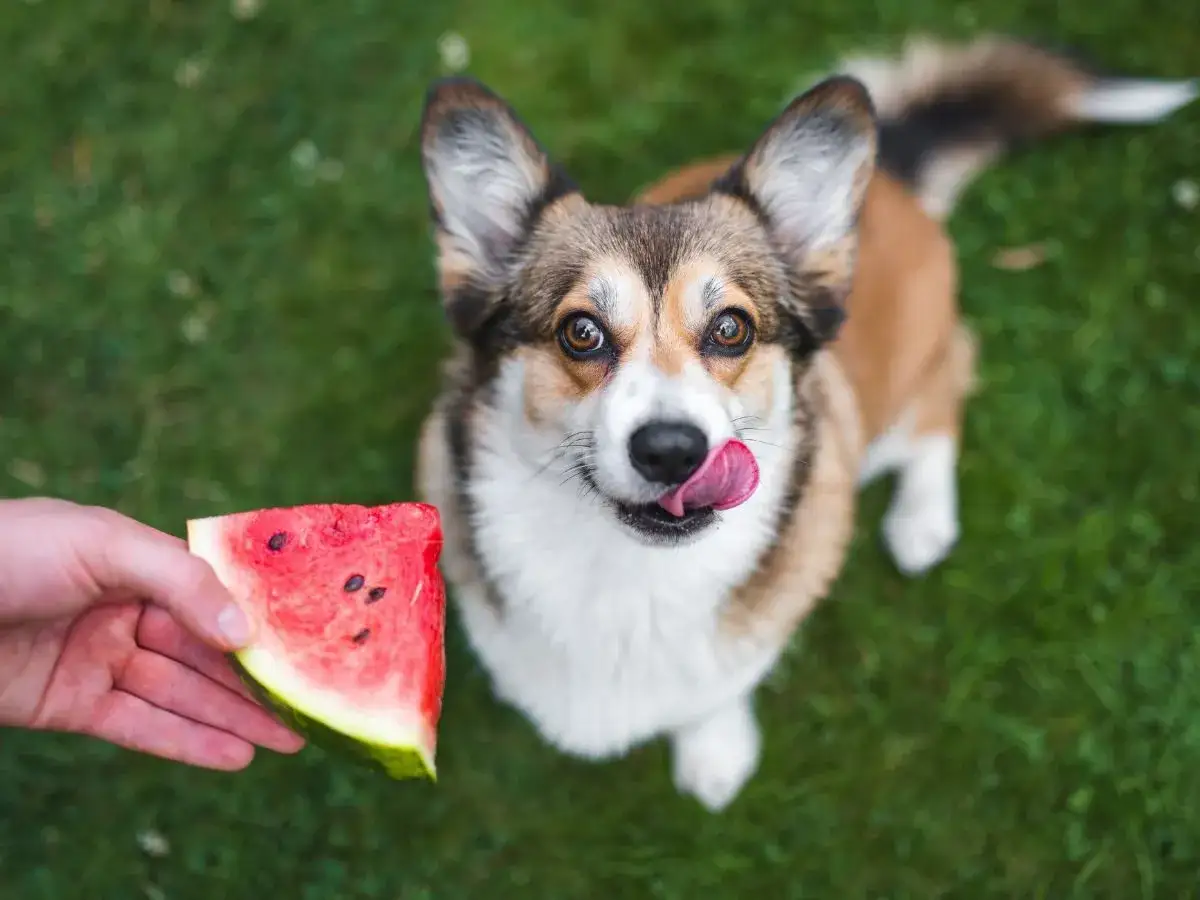 Corgi z językiem na wierzchu patrzy na kawałek arbuza. Czy pies może arbuza? Ten słodki psiak z pewnością chciałby spr&oacute;bować!
