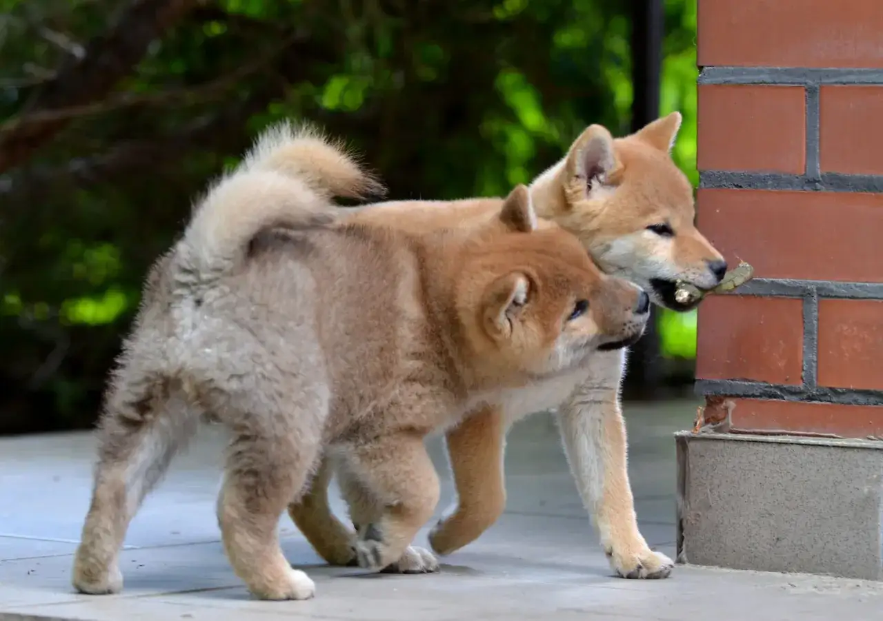 szczeniak shiba inu socjalizacja trening na smyczy