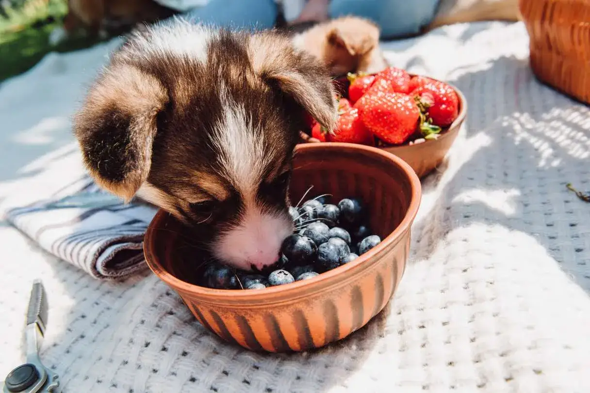 Szczeniak corgi z apetytem zajada jagody z glinianej miseczki. Obok miska z truskawkami, idealny piknik z przysmakami dla psa.