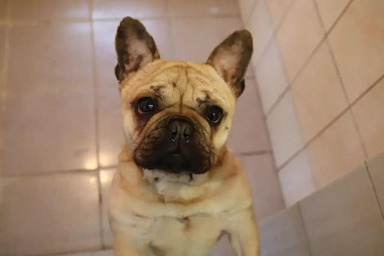 Uroczy buldog francuski z wielkimi uszami czeka na nowy dom. Te buldogi do adopcji potrzebują miłości.