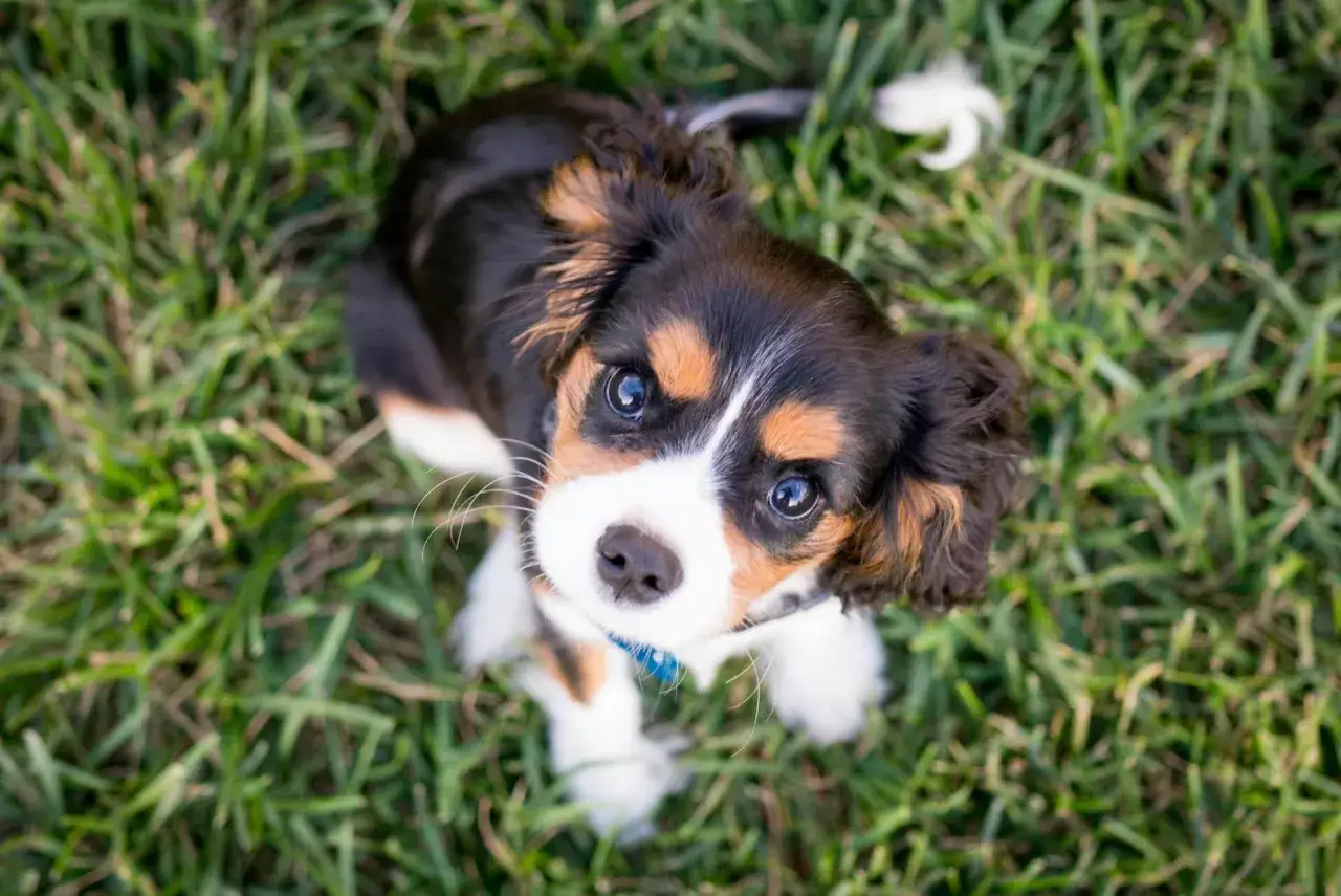 Uroczy szczeniak Cavalier King Charles Spaniel, efekt odpowiedzialnej hodowli psów, siedzi na trawie, patrząc w górę z wielkimi, błyszczącymi oczami.