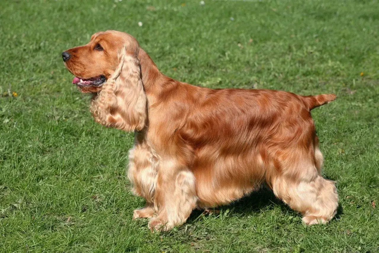Rudy cocker spaniel waga idealna, stoi na zielonej trawie.