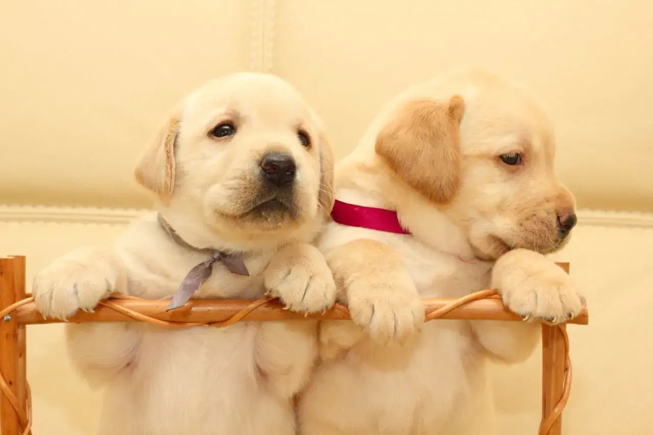 Dwa urocze szczenięta labradora, jedno z szarą, drugie z różową obrożą. Zastanawiasz się, ile kosztuje labrador?