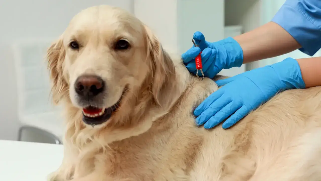 Weterynarz usuwa kleszcza u golden retrievera. Czystek na kleszcze to naturalna metoda ochrony.
