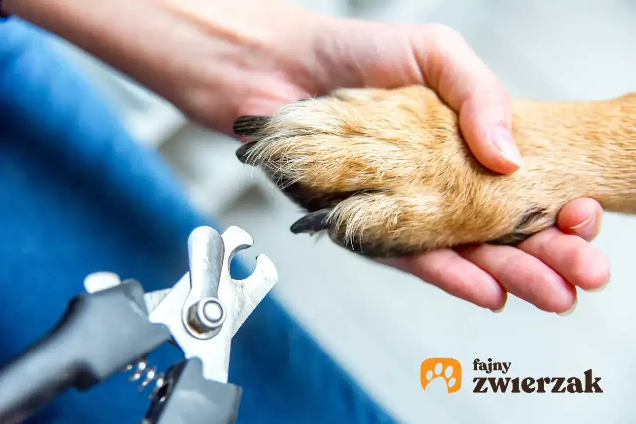 Przycinanie pazurów u psa wymaga precyzji. Obok cążek do pazurów znajduje się łapa psa, gotowa do pielęgnacji.