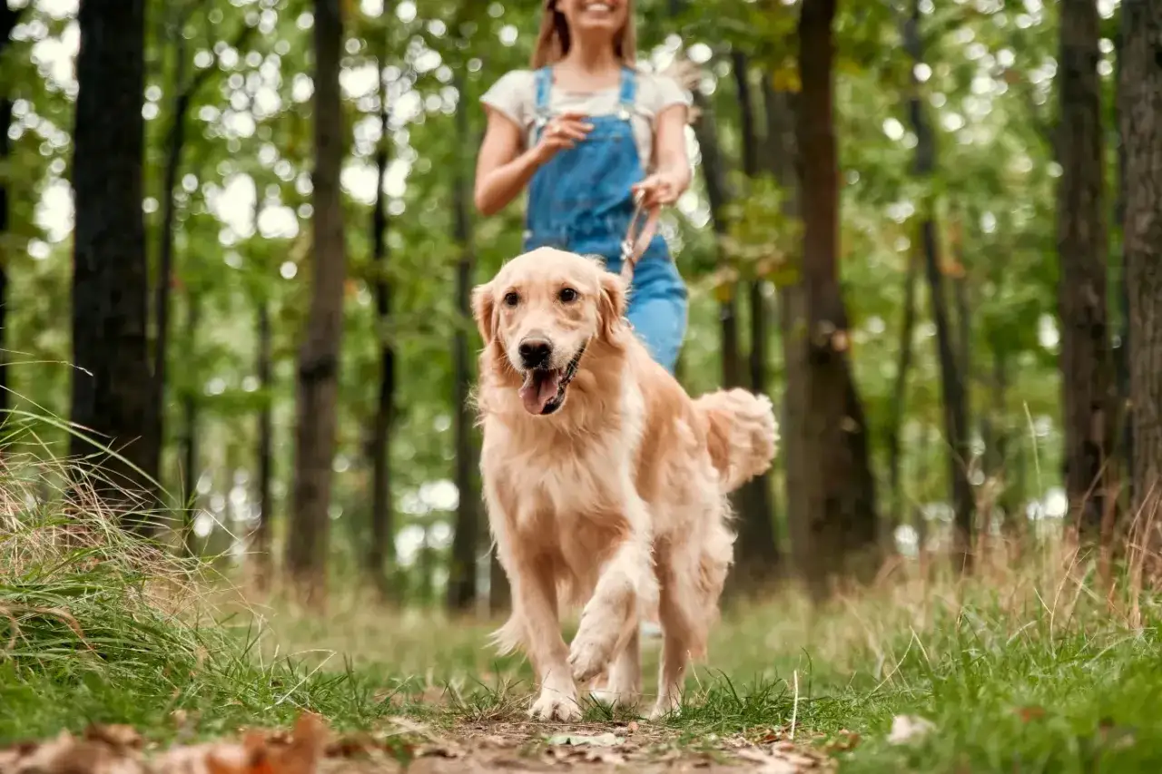 Radosny golden retriever biegnie przez las, a jego pani idzie za nim. Może właśnie zastanawia się, dlaczego pies je trawę?