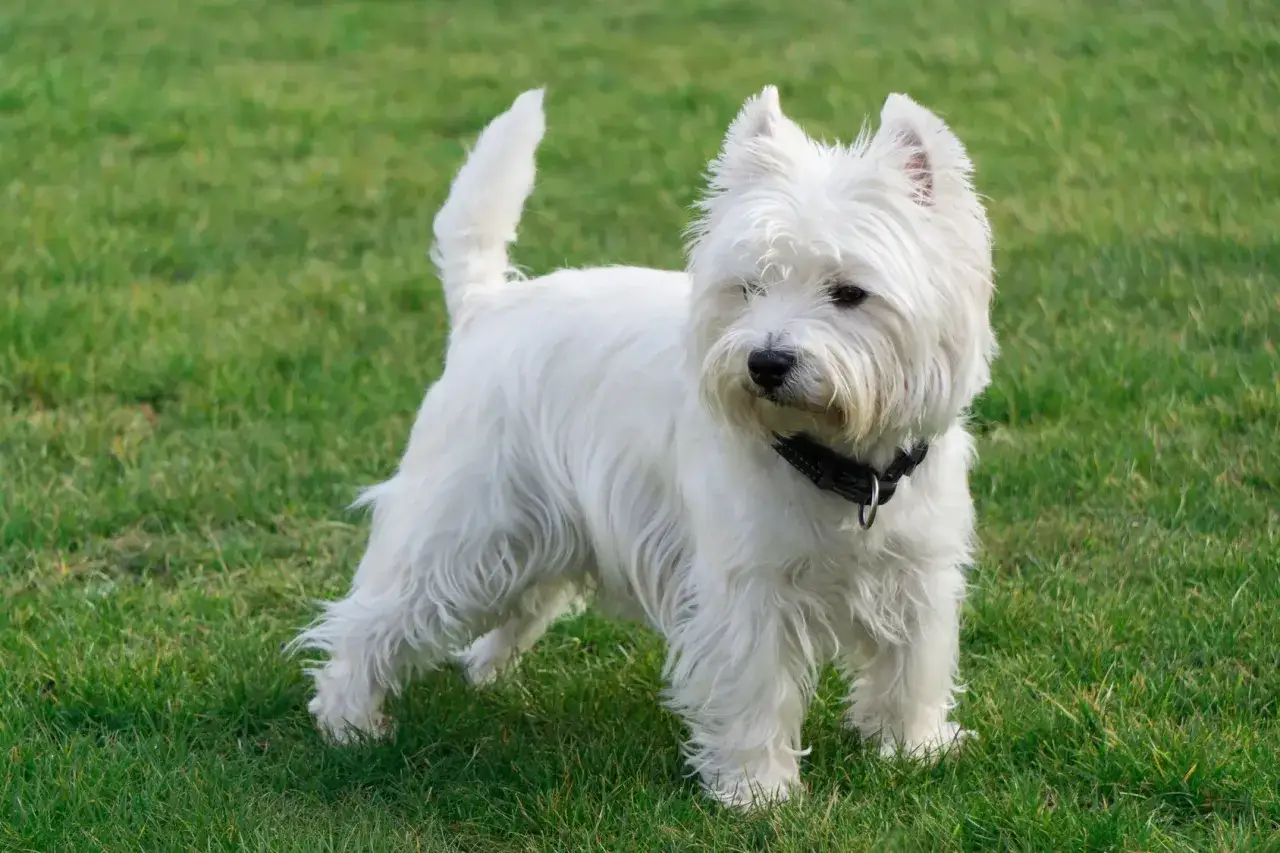 Uroczy biały terrier na zielonej trawie, z podniesionym ogonem i czarną obrożą.