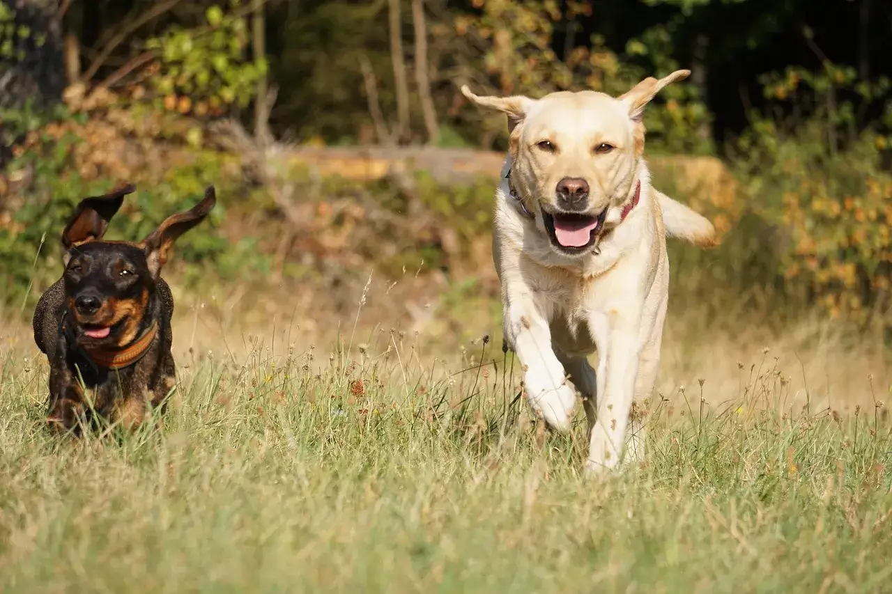 Jamnik i labrador biegną przez łąkę, ciesząc się słońcem i zabawą.