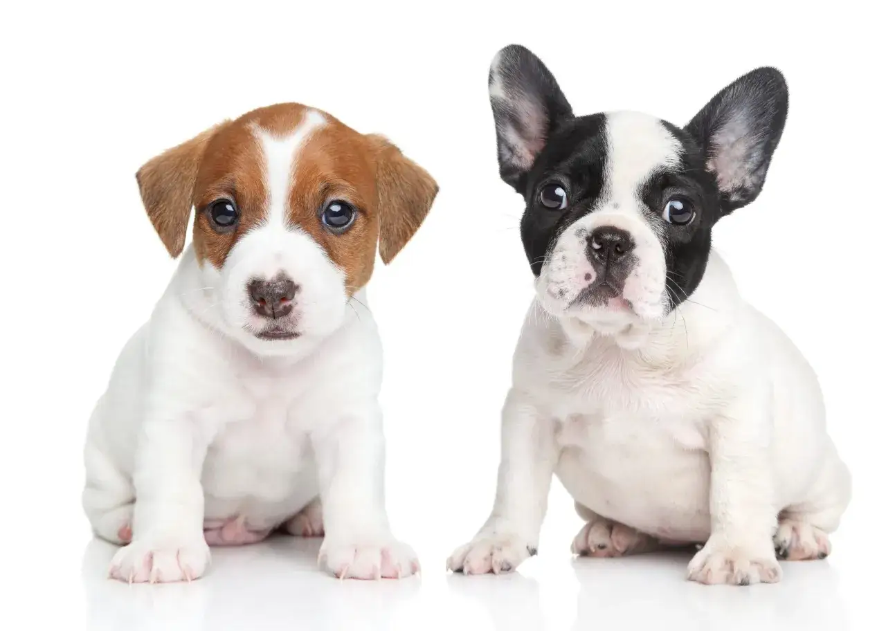 Dwa szczenięta: jeden piesek rasy Jack Russell Terrier, drugi piesek rasy buldog francuski. Oba siedzą na białym tle, patrząc wprost.