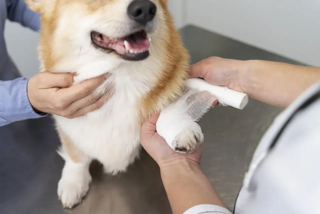 Weterynarz opatruje łapkę corgi, podając mu leki przeciwbólowe dla psa. Pies wygląda na zadowolonego.
