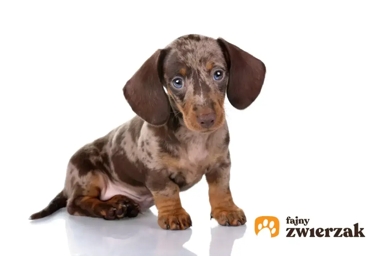 Uroczy jamnik łaciaty z niebieskimi oczami siedzi na białym tle, gotowy do zabawy.