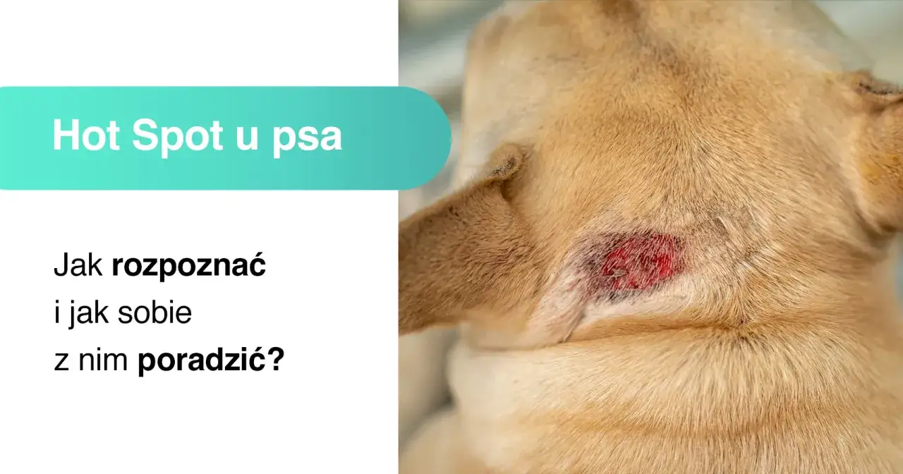 Widoczne zaczerwienienie i podrażnienie na skórze psa to hotspot u psa. Dowiedz się, jak go rozpoznać i jak sobie z nim poradzić.