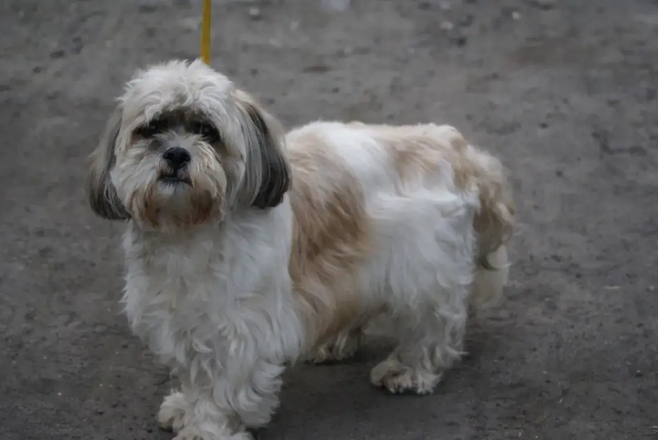 Uroczy shih tzu czeka na nowy dom. Rozważ adopcję tego słodkiego psiaka!