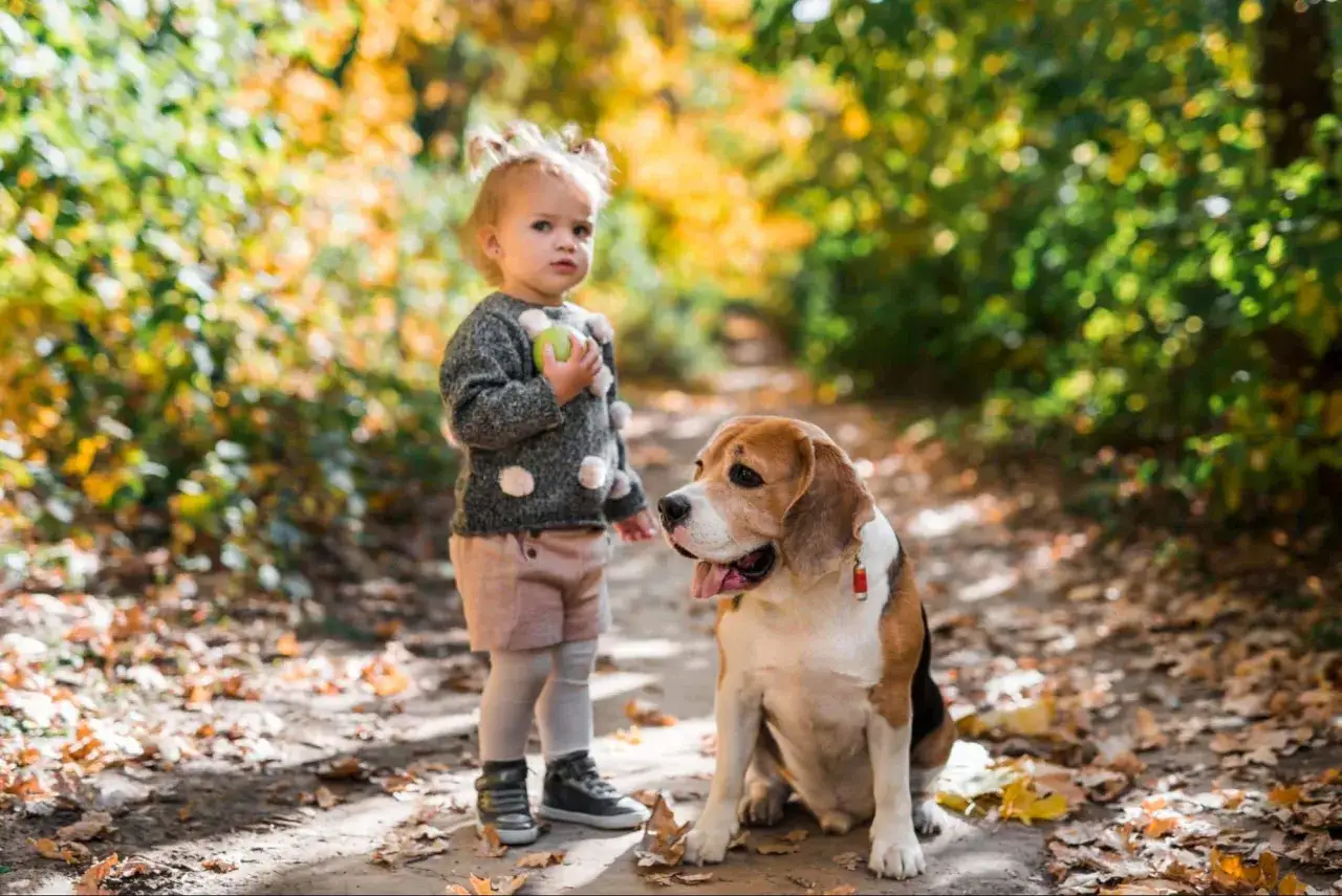 Mała dziewczynka z jabłkiem w ręku i jej wierny pies beagle, idealny pies dla dzieci, spacerują jesienną ścieżką.