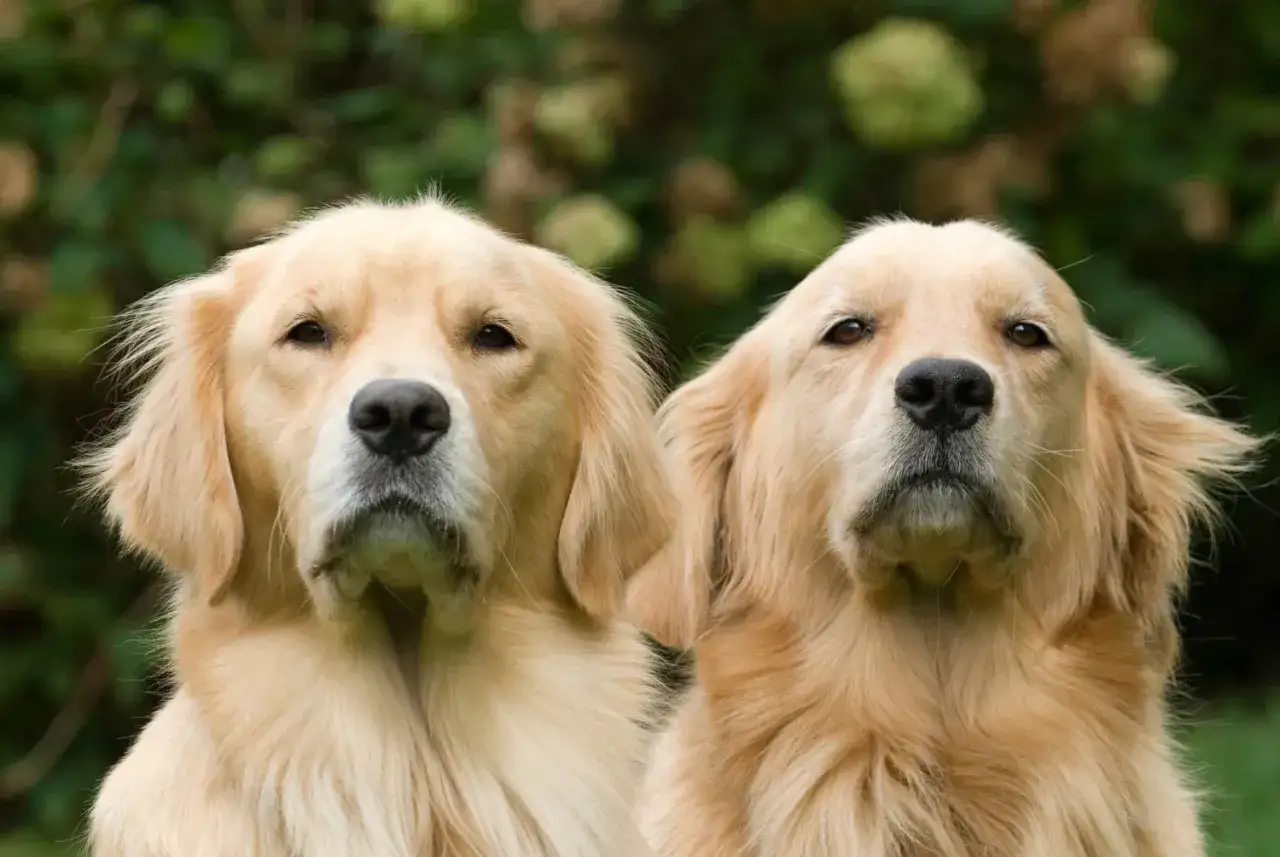 Dwa urocze golden retrievery patrzą w obiektyw. Ich złote futro lśni w słońcu, a łagodne oczy wyrażają ciekawość.