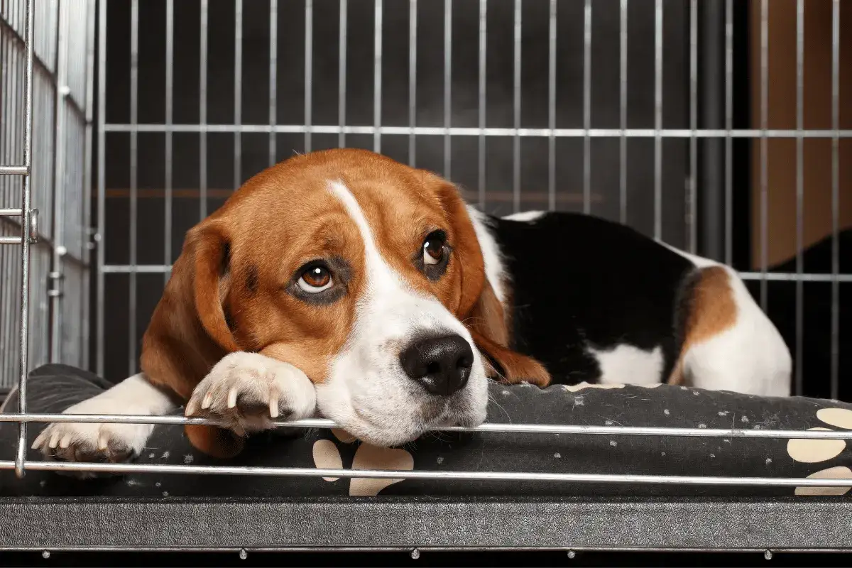 Smutny beagle leży w klatce. Dowiedz się, jak przyzwyczaić psa do klatki, by czuł się w niej bezpiecznie.