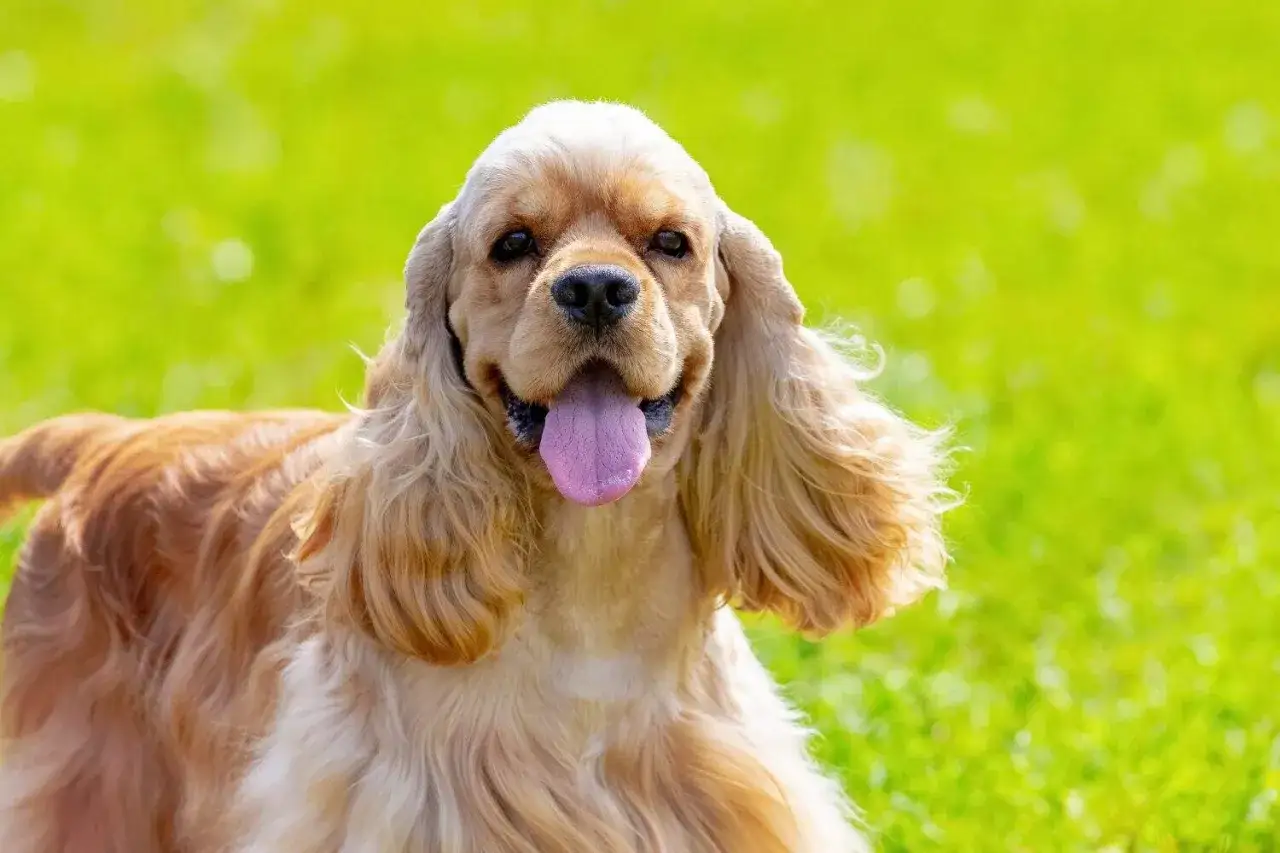 Uśmiechnięty cocker spaniel amerykański z wystawionym językiem na tle zielonej trawy.
