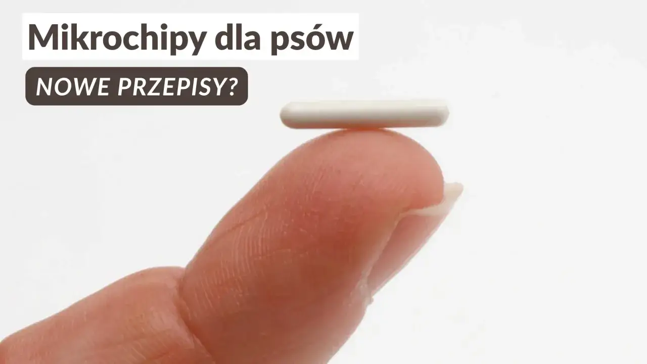 Mały, biały chip, który wygląda jak kapsułka, spoczywa na opuszku palca. Tak właśnie wygląda chip dla psa, który może być wszczepiony pod skórę.