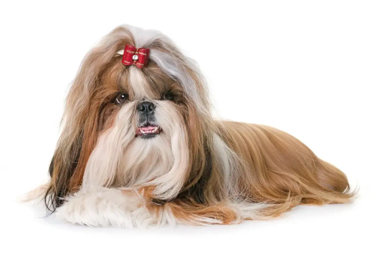 Uroczy shih tzu z czerwoną kokardką na głowie. Długie, falujące włosy mogą czasem sprawiać problemy, jak niektóre choroby shih tzu.