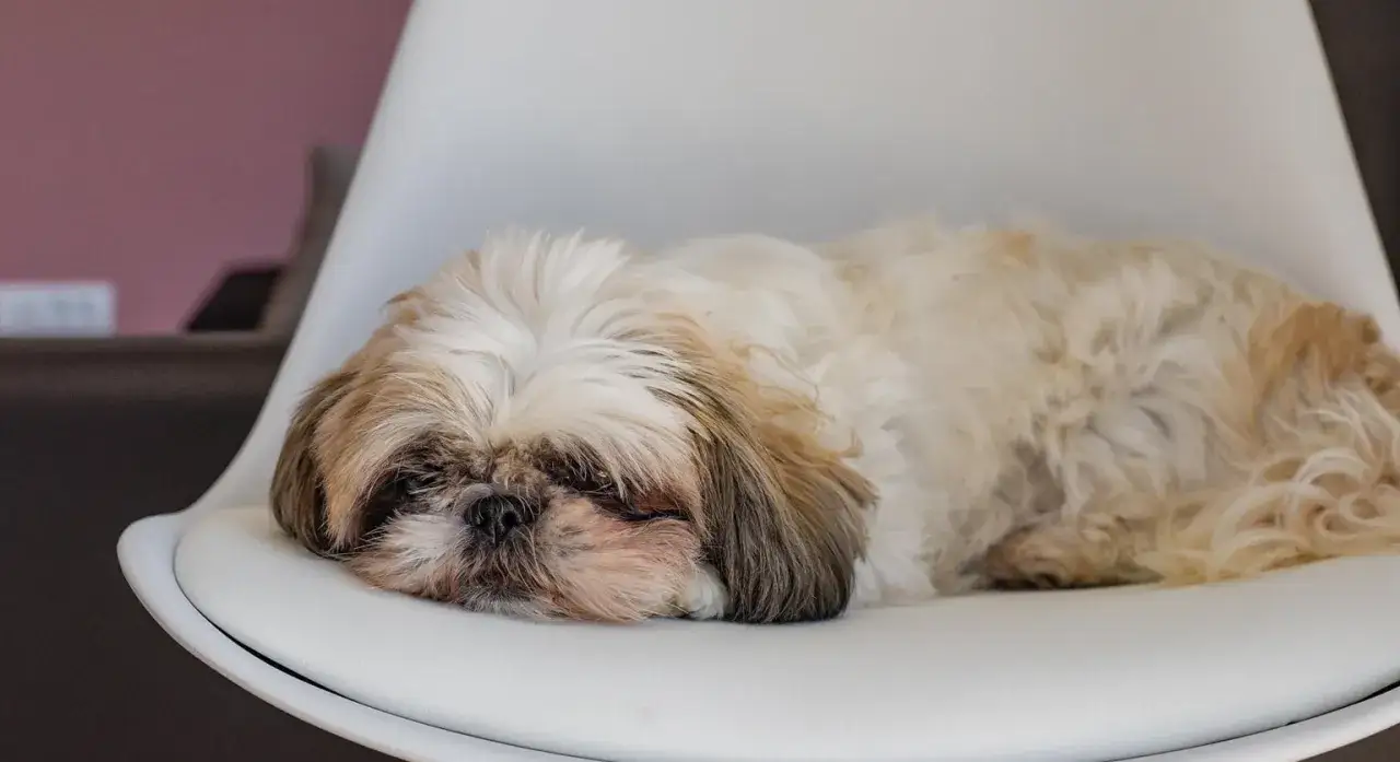 Zmęczony shih tzu śpi na białym krześle. Warto pamiętać o profilaktyce chorób shih tzu, by zapewnić mu zdrowie.