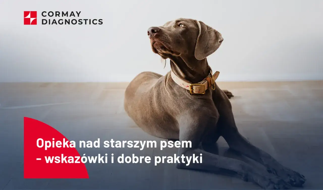 Srebrzysty pies leży na podłodze, gdy pies jest seniorem. Corman Diagnostics oferuje wskazówki dotyczące opieki.