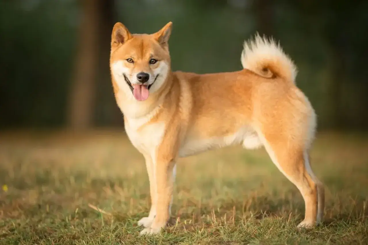 Uśmiechnięty shiba inu na trawie. Czy warto mieć takiego psa? Z pewnością tak, jeśli szukasz wiernego i energicznego towarzysza.
