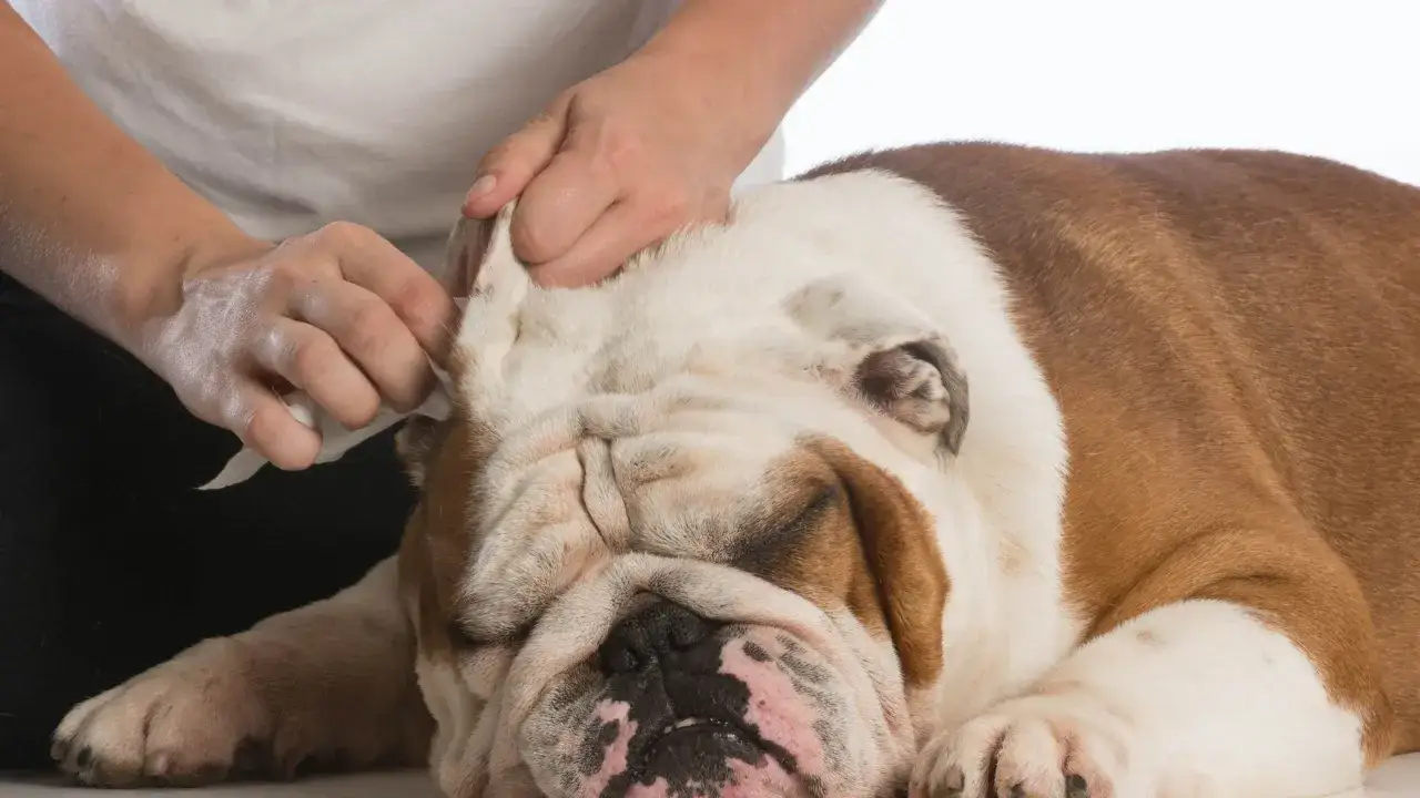 Delikatne czyszczenie uszu buldoga domowym sposobem. Ręka z wacikiem delikatnie czyści ucho psa.