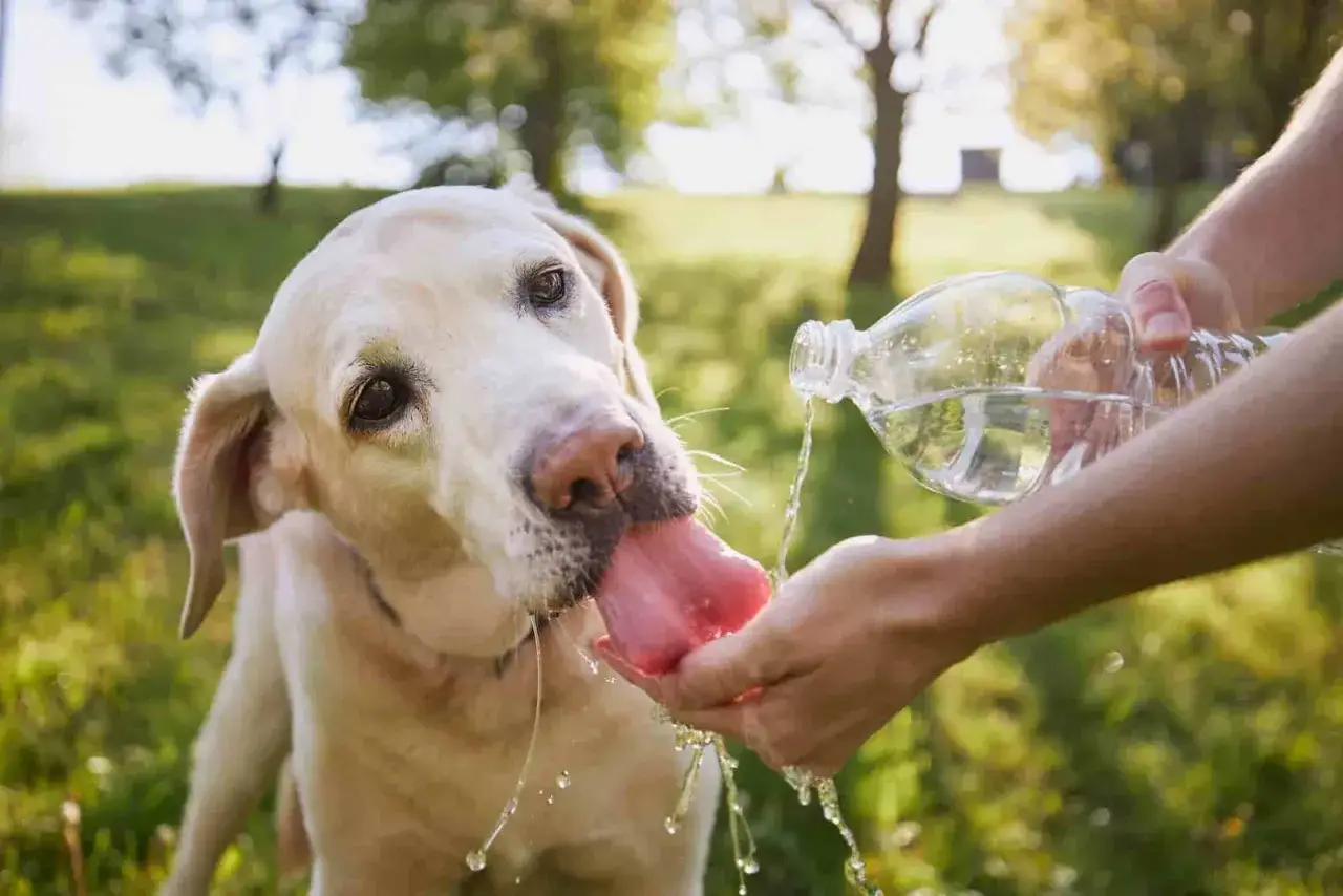 Labrador pije wodę z dłoni, by zapobiec przegrzaniu. Udar u psa objawy mogą być groźne, dlatego ważne jest nawadnianie.