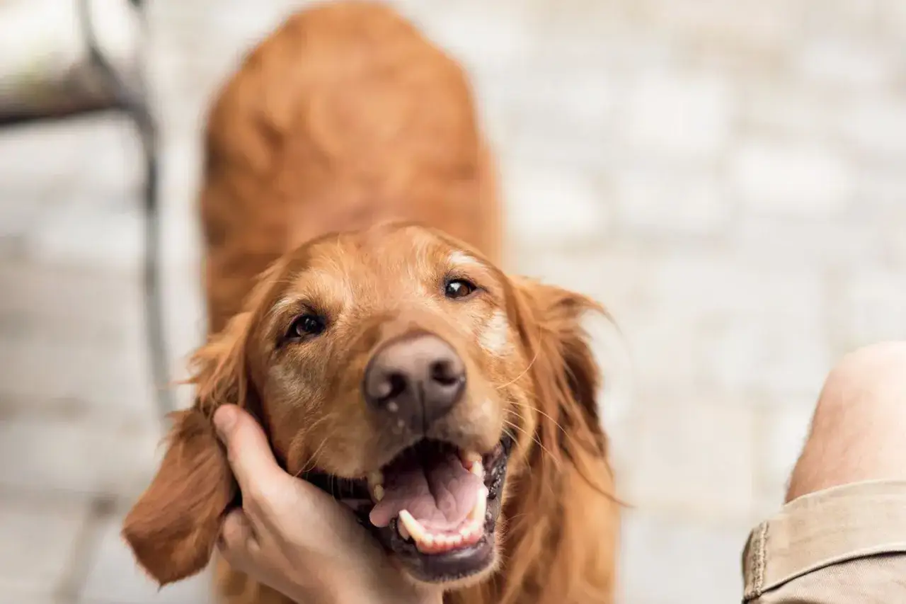 Uśmiechnięty golden retriever, któremu głaszcze się policzek. Wiesz już, gdzie głaskać psa, by sprawić mu radość.