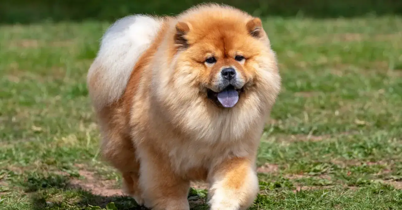 Puszysty, rudy chow-chow, który wygląda jak najdroższy pies świata, spaceruje po trawie.