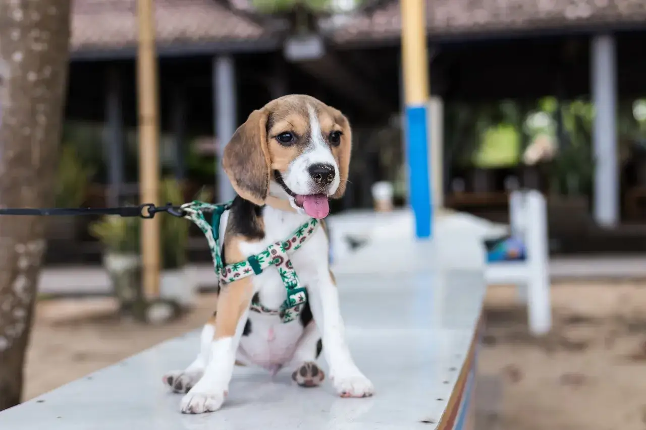Uroczy szczeniak beagle w szelkach, gotowy na pierwsze spacery. Idealny wiek na naukę chodzenia na smyczy to już od pierwszych tygodni życia.