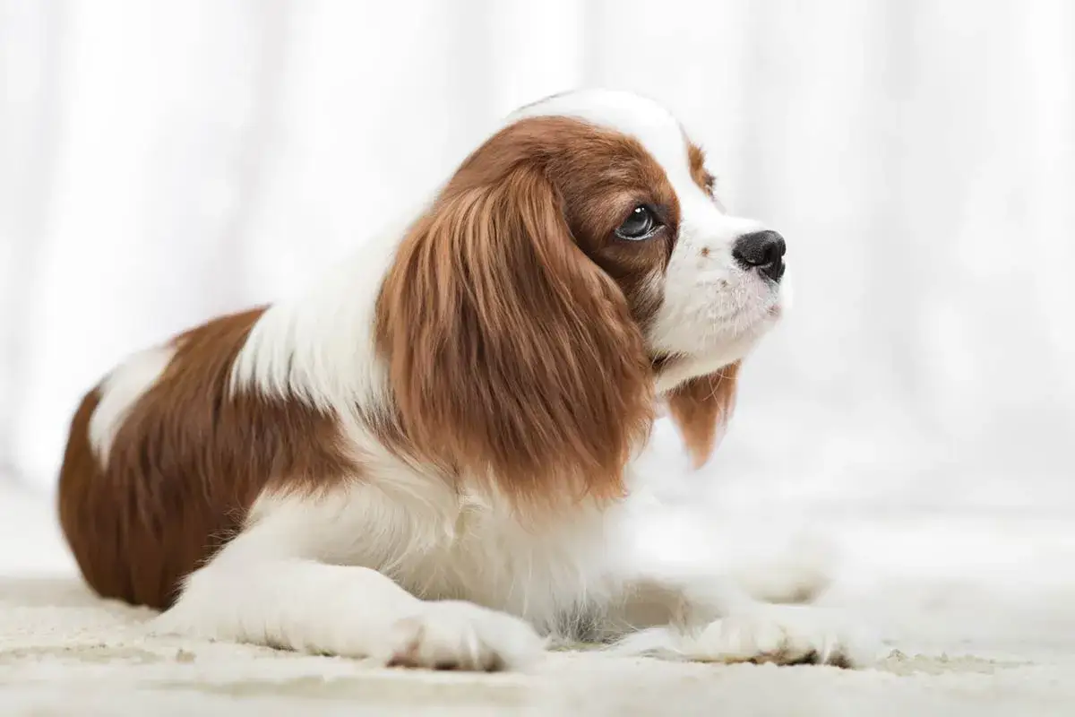Uroczy Cavalier King Charles Spaniel, idealny pies dla początkujących, leży na jasnym tle.