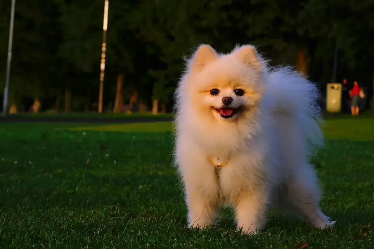 Puszysty pomeranian z uśmiechem na trawie. Jego waga jest idealna do noszenia na rękach.