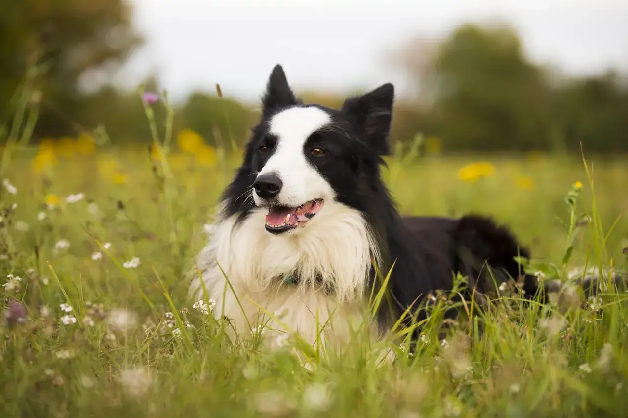 Piękny pies rasy collie leży w trawie, otoczony polnymi kwiatami.