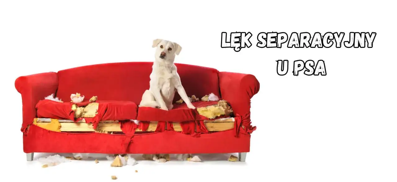 Biały pies siedzi na zniszczonej czerwonej kanapie. Tekst