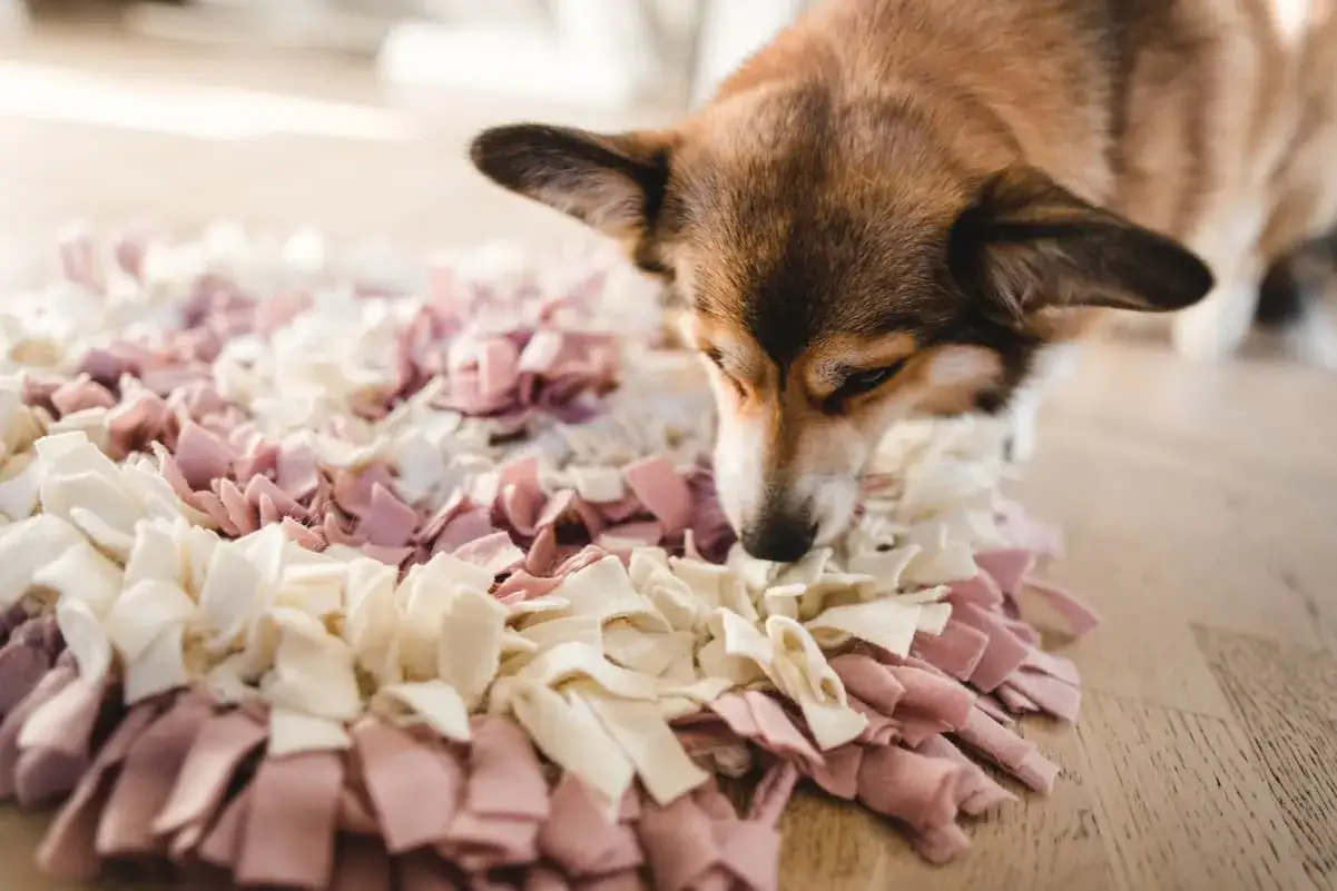 Corgi zanurza nos w macie z frędzlami, szukając smakołyków. To świetne zabawy węchowe dla psa, rozwijające jego naturalne instynkty.