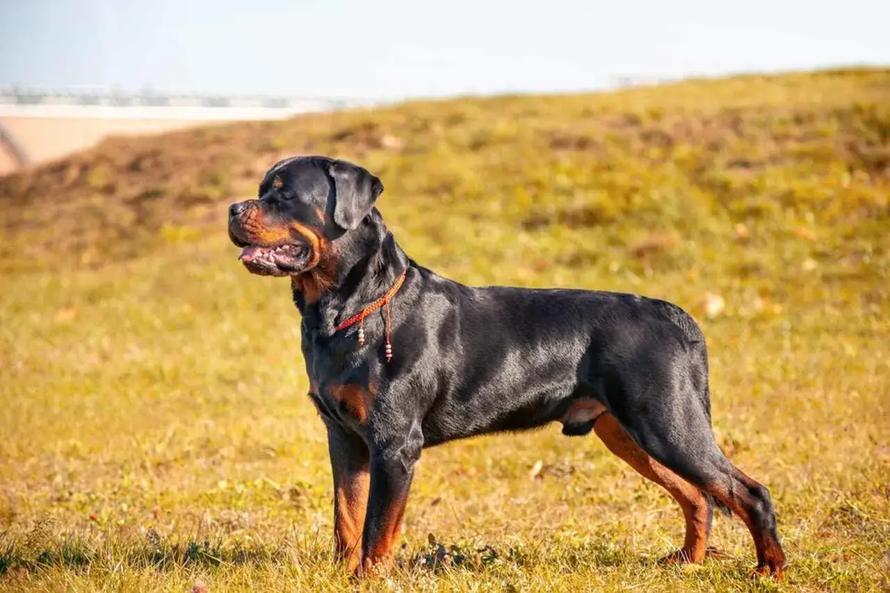 Potężny Rottweiler, choć wygląda groźnie, stoi spokojnie na trawiastym wzgórzu.