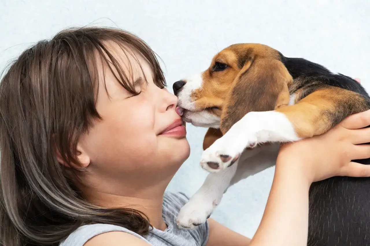 Szczeniak beagle liże twarz dziecka, okazując czułość. To jeden z powodów, dlaczego pies liże człowieka – okazuje przywiązanie.