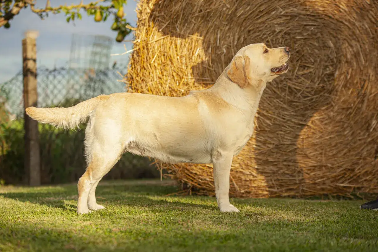 Jasny labrador stoi na trawie obok słomy.