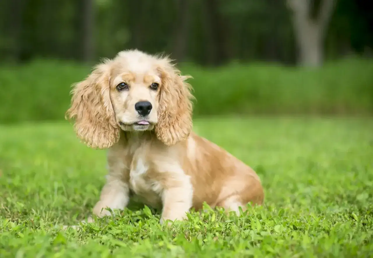 Uroczy szczeniak cocker spaniela siedzi na trawie. Zastanawiasz się, ile żyje cocker spaniel?